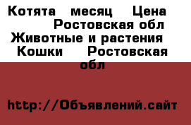 Котята 1 месяц  › Цена ­ 1 000 - Ростовская обл. Животные и растения » Кошки   . Ростовская обл.